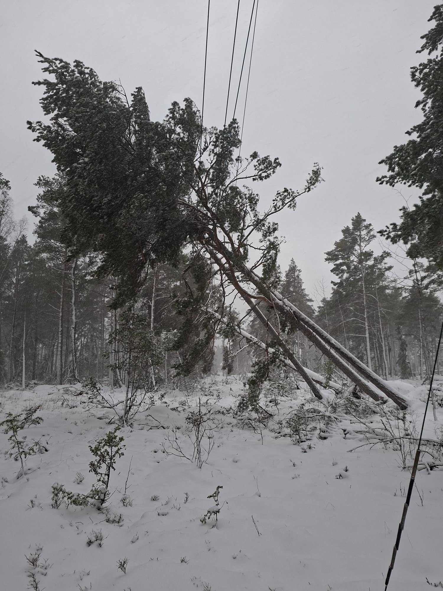 <span id="hs_cos_wrapper_name" class="hs_cos_wrapper hs_cos_wrapper_meta_field hs_cos_wrapper_type_text" style="" data-hs-cos-general-type="meta_field" data-hs-cos-type="text" >Dubbelstormens prövning – så säkrade vi elen efter Johannes och Anna med erfarenhet och laganda</span>