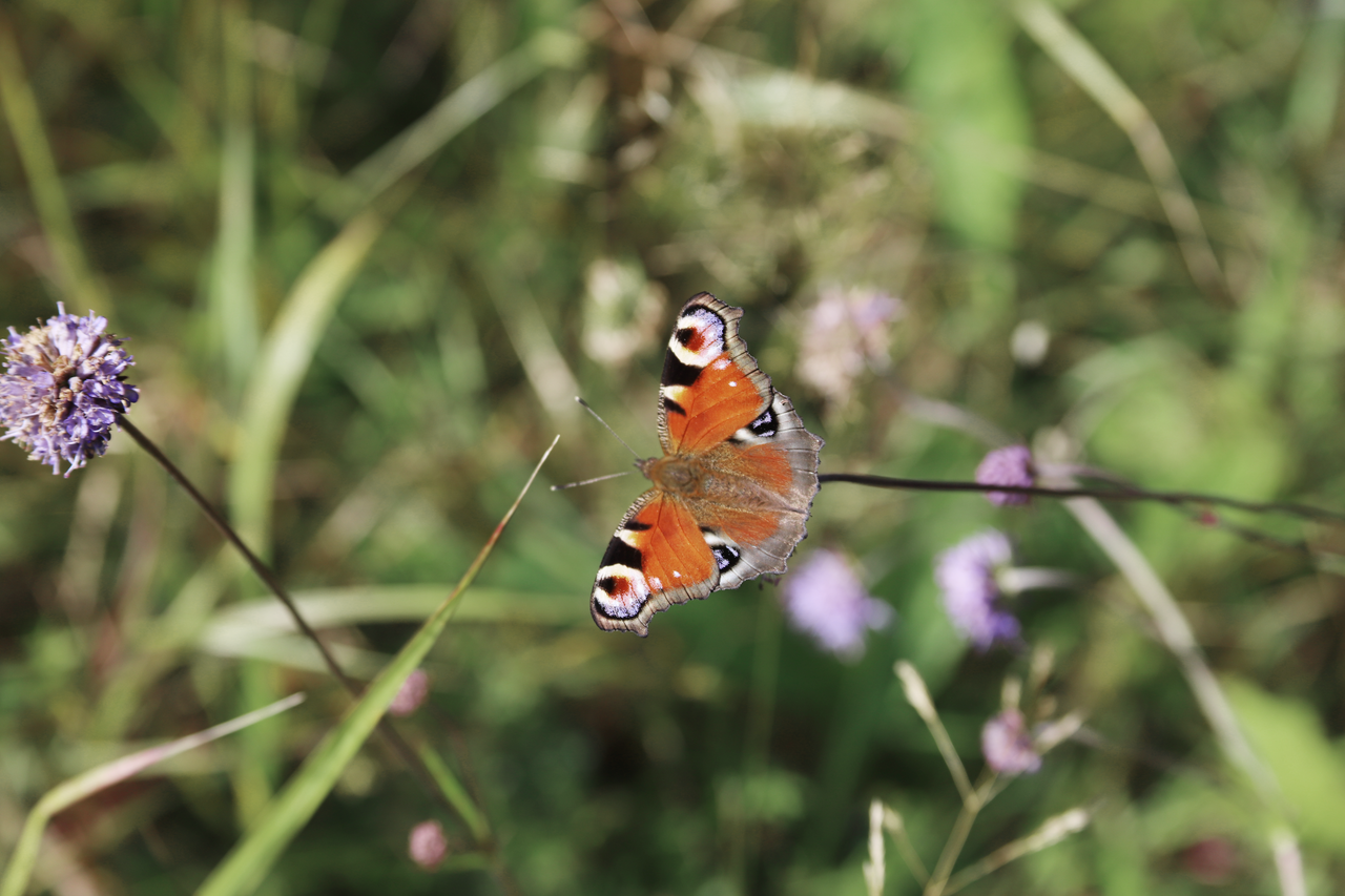 Påfågelöga butterfly